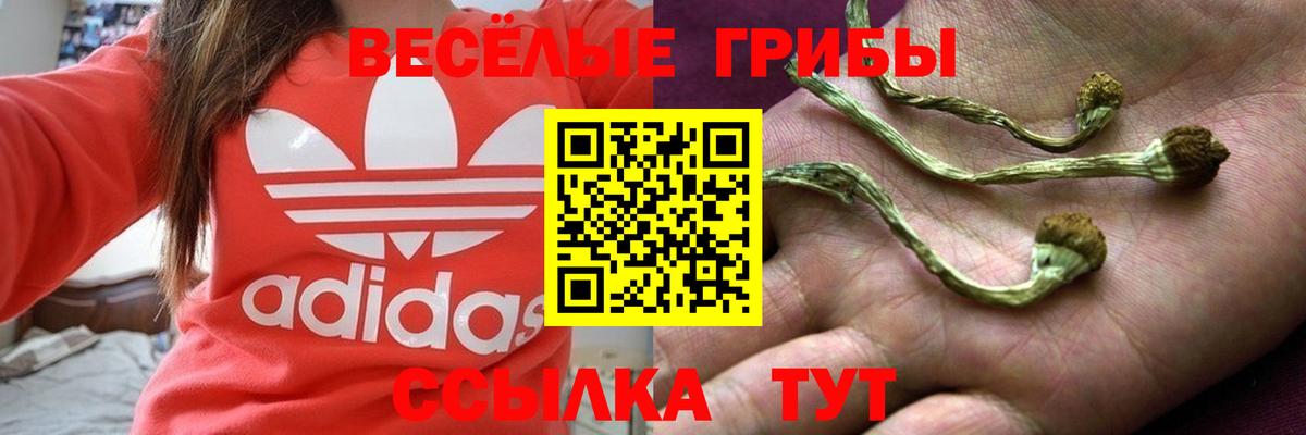 Галлюциногенные грибы Magic Shrooms  Галлюциногенные грибы Psilocybe  Вход с VPN  Краснознаменск 